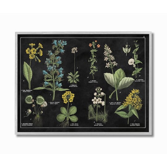 Stupell Industries Antique Wild Flower Chart Scientific Botanical Print Framed Wall Art